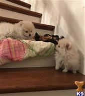 pomeranian puppy posted by Jessica reynolds